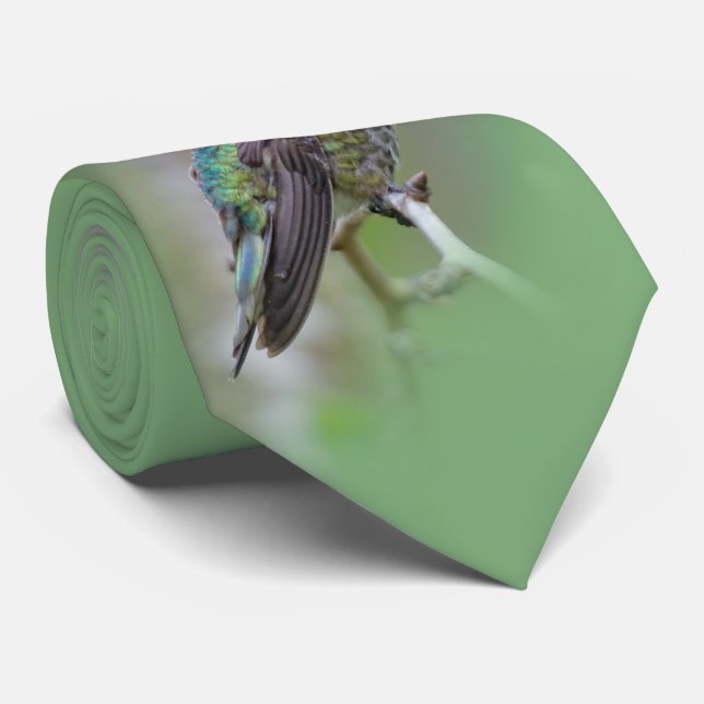 Stunning Male Anna's Hummingbird on the Plum Tree Tie (Rolled)