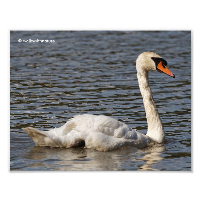 Stunning Mute Swan Gliding by on the Lake  Photo Print (Front)