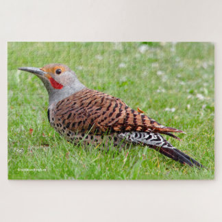 Stunning Northern Flicker Foraging in the Grass Jigsaw Puzzle