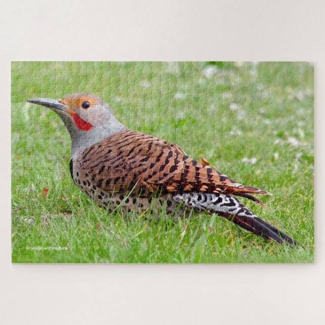Stunning Northern Flicker Foraging in the Grass Jigsaw Puzzle (Horizontal)
