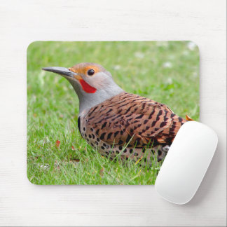 Stunning Northern Flicker Foraging in the Grass Mouse Mat