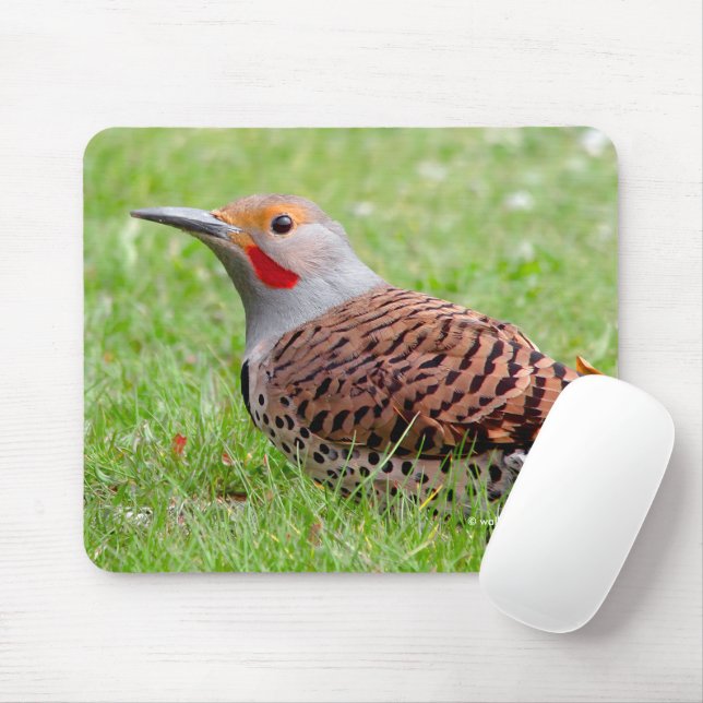 Stunning Northern Flicker Foraging in the Grass Mouse Mat (With Mouse)