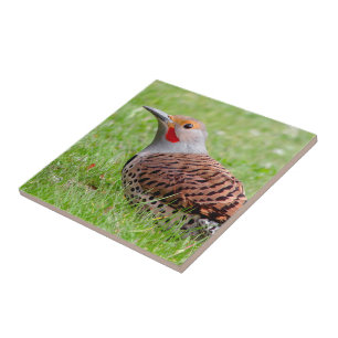 Stunning Northern Flicker Foraging in the Grass Tile