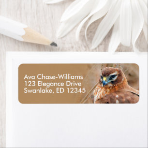 Stunning Northern Harrier Hawk in Marshes