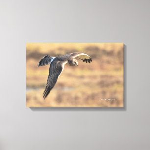 Stunning Northern Harrier on the Hunt in the Marsh Canvas Print