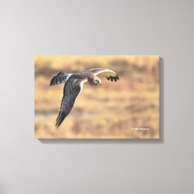 Stunning Northern Harrier on the Hunt in the Marsh Canvas Print (Front)