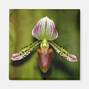 Stunning Orchid Magnet