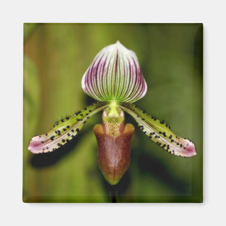 Stunning Orchid Magnet