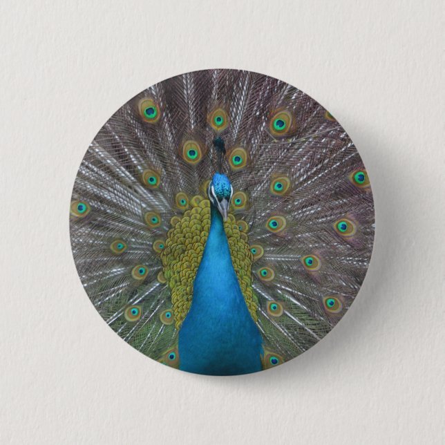 Stunning Peacock 6 Cm Round Badge (Front)