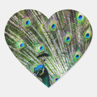 Stunning Peacock  and feathers photo accessories Heart Sticker