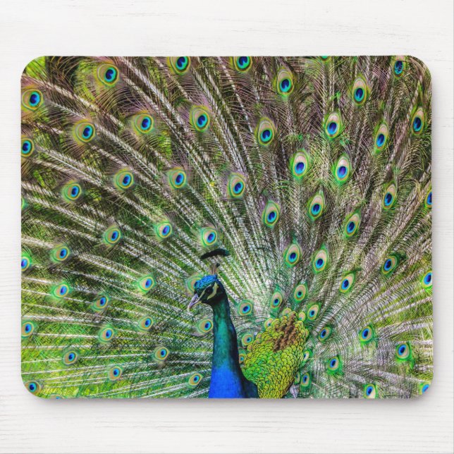 Stunning Peacock  and feathers photo accessories Mouse Mat (Front)