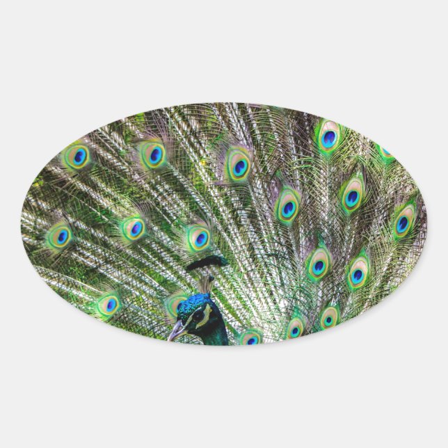 Stunning Peacock  and feathers photo accessories Oval Sticker (Front)