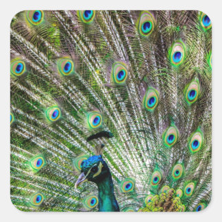 Stunning Peacock  and feathers photo accessories Square Sticker