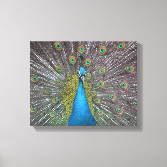 Stunning Peacock Canvas Print (Front)