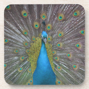 Stunning Peacock Coaster