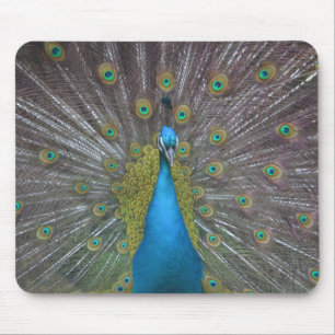 Stunning Peacock Mouse Mat