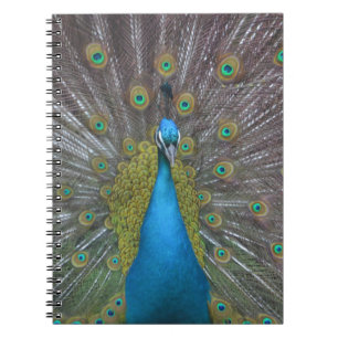 Stunning Peacock Notebook