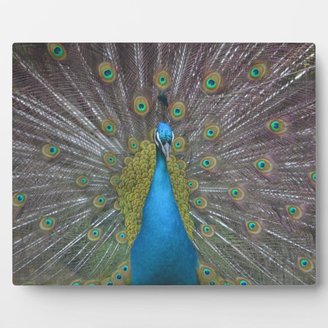 Stunning Peacock Plaque (Front)