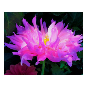 Stunning Pink and Purple Cactus Dahlia Poster