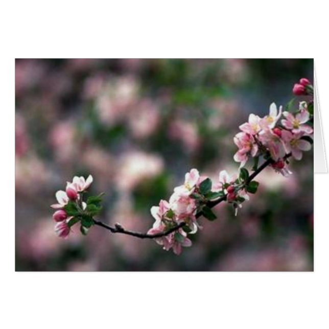 Stunning Pink Cherry Blossoms (Front Horizontal)