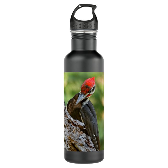 Stunning Portrait of Pileated Woodpecker on Tree 710 Ml Water Bottle (Front)
