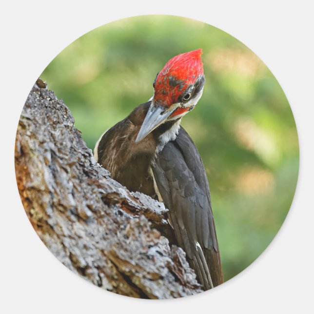 Stunning Portrait of Pileated Woodpecker on Tree Classic Round Sticker (Front)