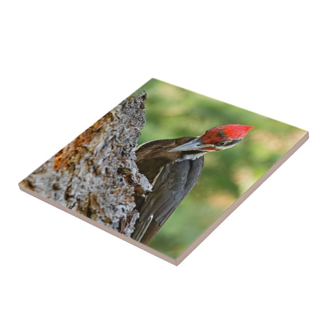 Stunning Portrait of Pileated Woodpecker on Tree Tile (Side)