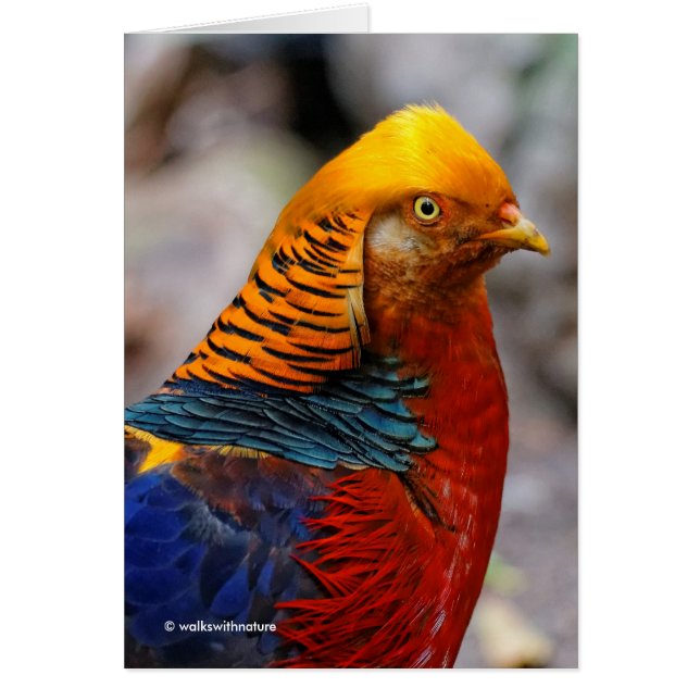 Stunning Profile of a Red Golden Pheasant (Front)