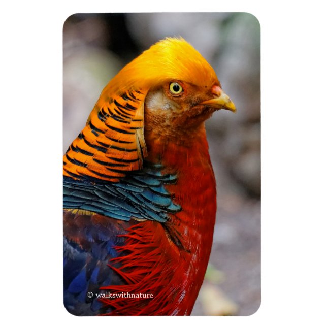 Stunning Profile of a Red Golden Pheasant Magnet (Vertical)