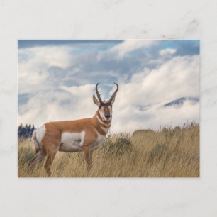 Stunning Pronghorn Postcard
