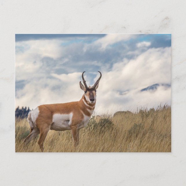 Stunning Pronghorn Postcard (Front)