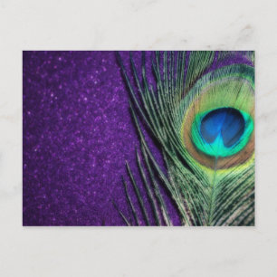 Stunning Purple Peacock Postcard