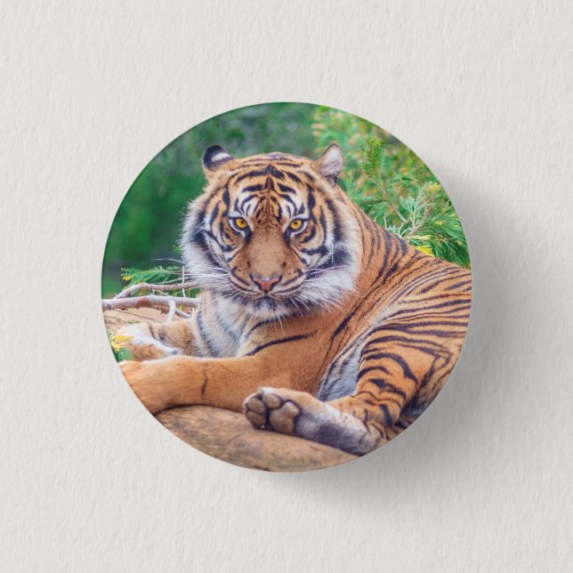 Stunning Reclining Tiger Photograph 3 Cm Round Badge (Front)