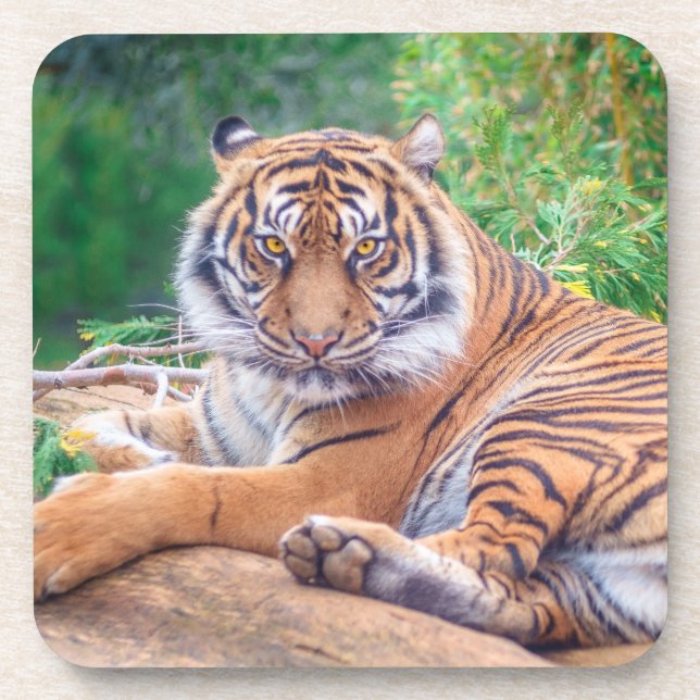 Stunning Reclining Tiger Photograph Coaster (Front)