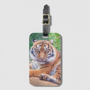 Stunning Reclining Tiger Photograph Luggage Tag