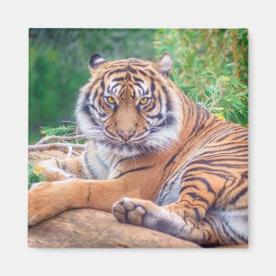 Stunning Reclining Tiger Photograph Magnet