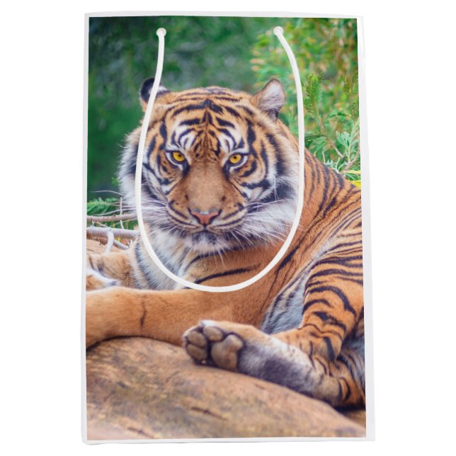 Stunning Reclining Tiger Photograph Medium Gift Bag (Front)