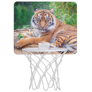 Stunning Reclining Tiger Photograph Mini Basketball Hoop