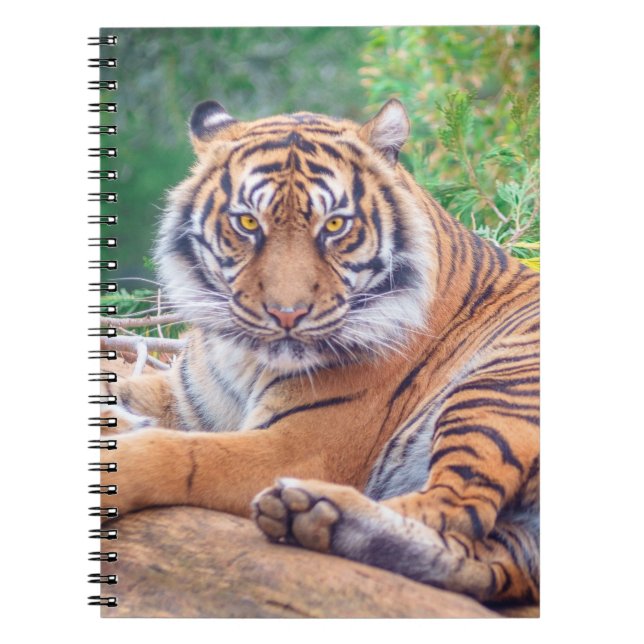Stunning Reclining Tiger Photograph Notebook (Front)