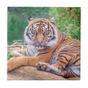 Stunning Reclining Tiger Photograph Tile