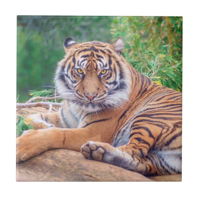 Stunning Reclining Tiger Photograph Tile (Front)
