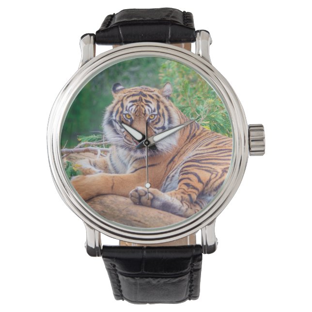 Stunning Reclining Tiger Photograph Watch (Front)