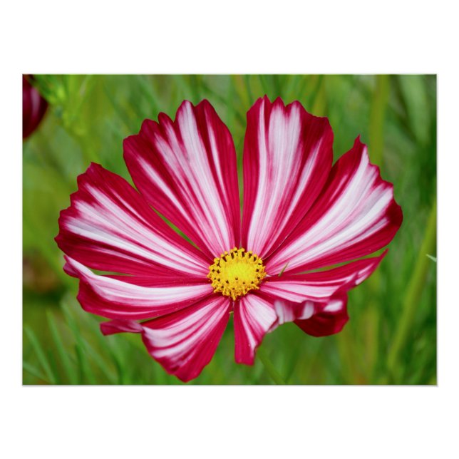 Stunning Red and White Cosmos Flower Poster (Front)
