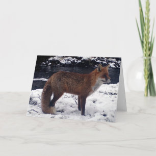 Stunning Red Fox In Snow Wildlife Winter Nature  Card