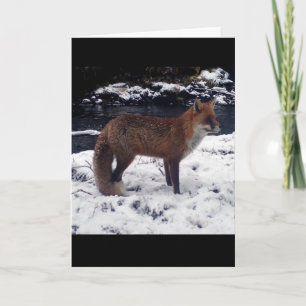Stunning Red Fox In Snow Wildlife Winter Nature  Card