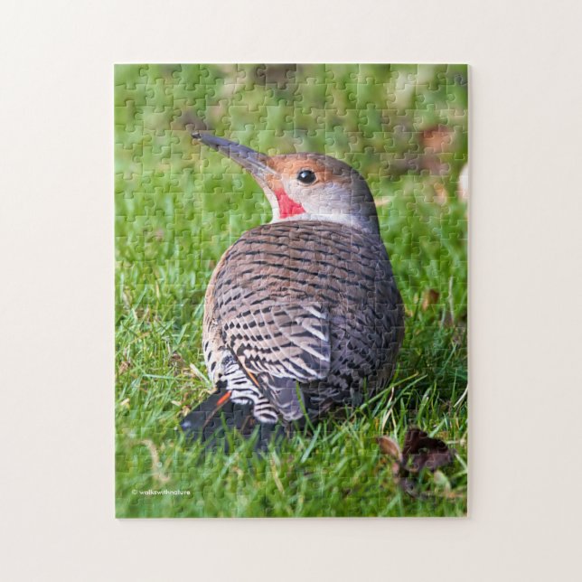 Stunning Red-Shafted Northern Flicker on the Lawn Jigsaw Puzzle (Vertical)