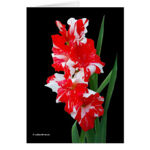 Stunning Red & White Gladiolus Sword Lilies