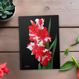 Stunning Red & White Gladiolus Sword Lilies Notebook