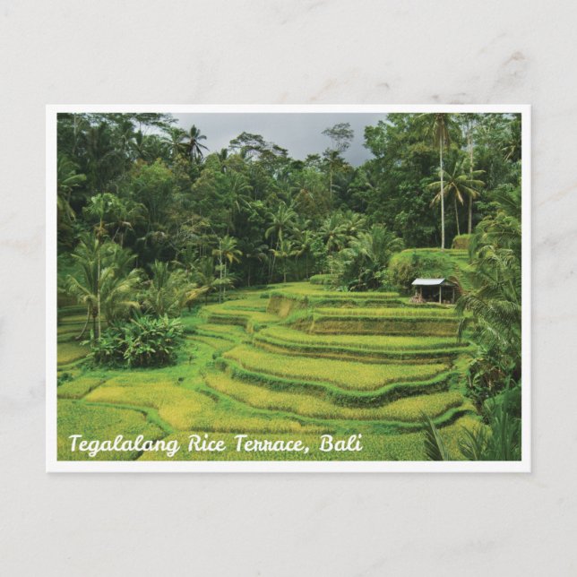 Stunning rice fields in Bali - Travel Postcard (Front)