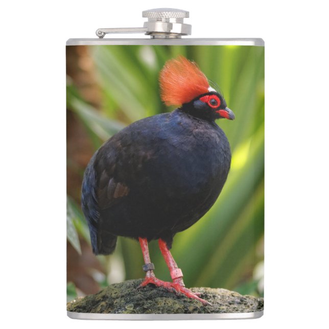 Stunning Roul-Roul Crested Wood Partridge Bird Hip Flask (Front)